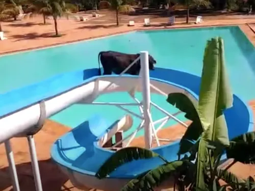 Une vache est retrouvée dans un toboggan (Vidéo)